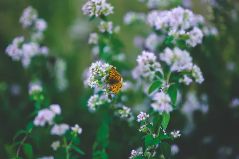 Thymian