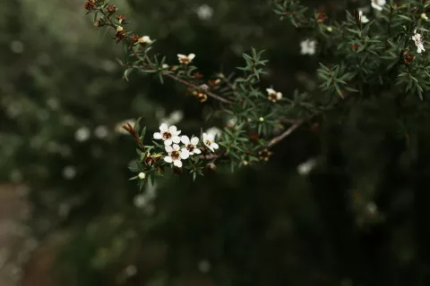 Manuka