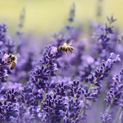 Lavendel