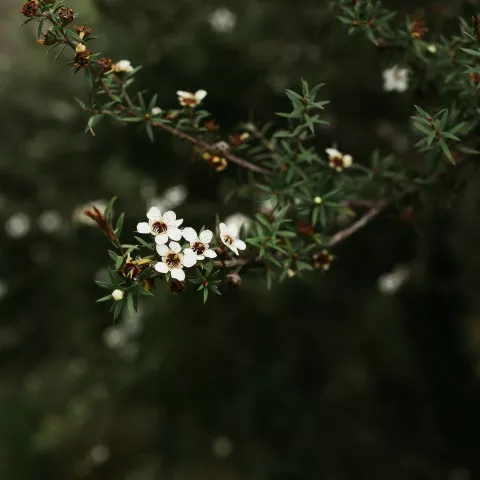 Manuka